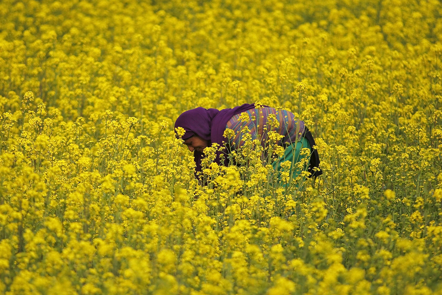 We Must Let a Million Flowers Bloom | Think Global Health