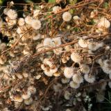 A bushel of weeds.