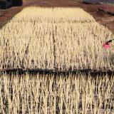 Field being sprayed with pesticide.