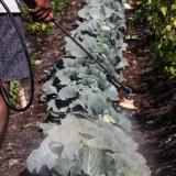 A man sprays pesticide.