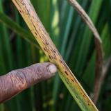 A man points at wilting sugarcane.