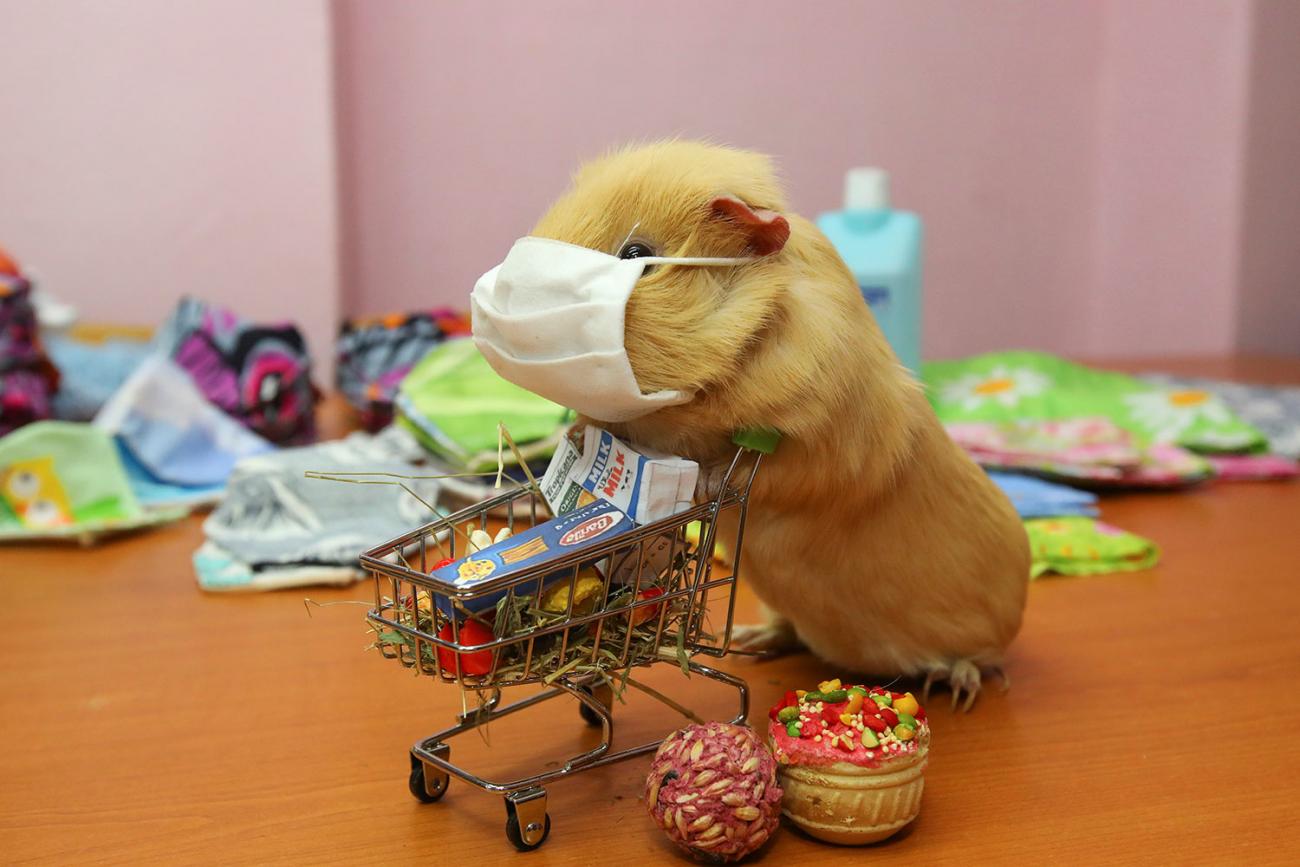 The picture shows a live guinea pig, in a small diorama set of human-like surroundings. 