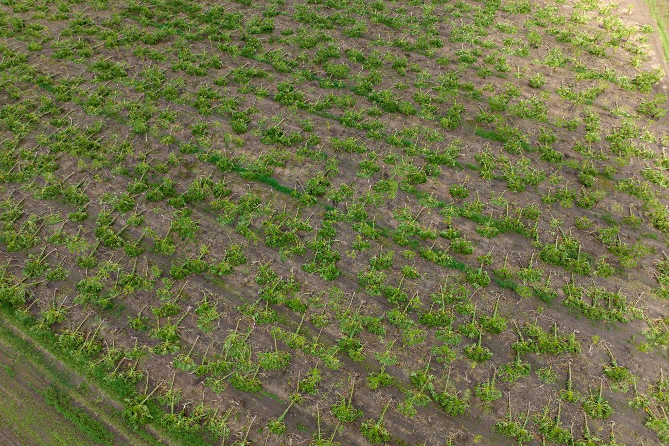 Green papaya trees lay toppled by Hurricane Fiona on the ground in Salinas, Puerto Rico September 20, 2022. REUTERS/Ricardo Arduengo