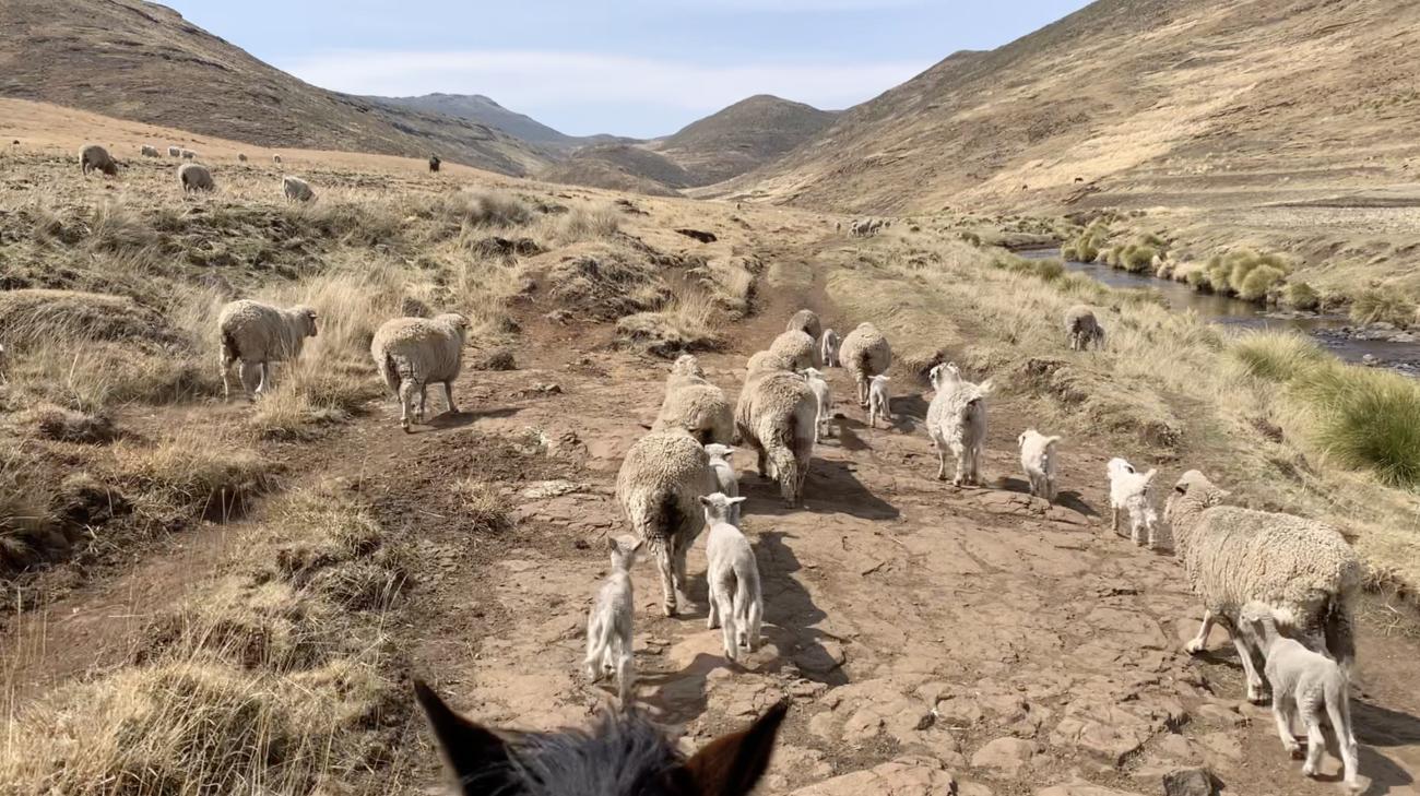 A shepherd in the distance with sheep following while on horseback, 15 kilometers from Semonkong.Sep 11, 2022.