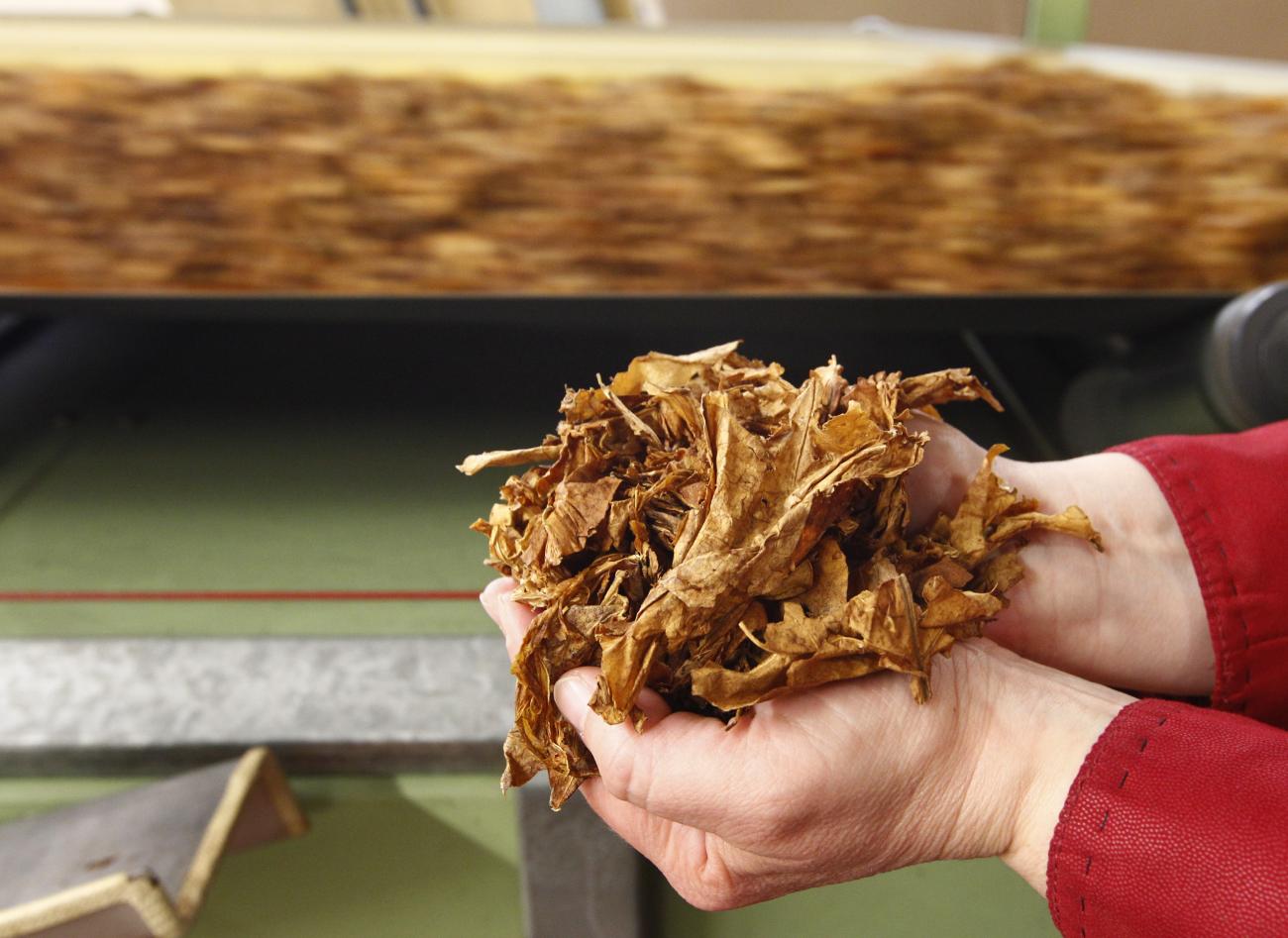 An employee holds tobacco leaves during the cigarettes manufacturing process in the British American Tobacco Cigarette Factory. 