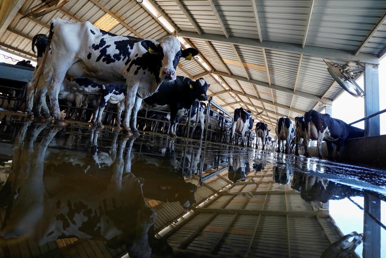 Holstein cows are shown after milking at Airoso Circle A Dairy farm.