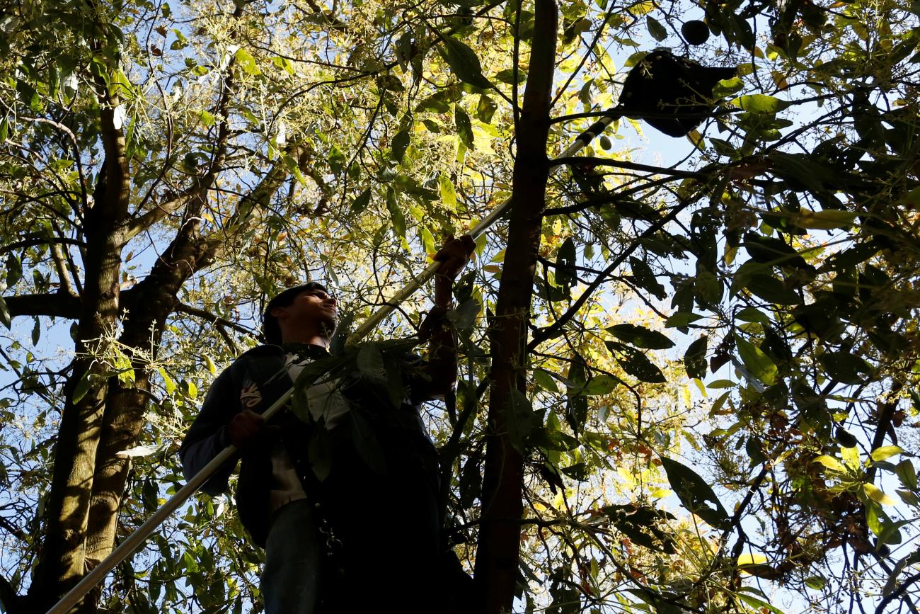 A farm worker picks avocados in the San Isidro orchard.