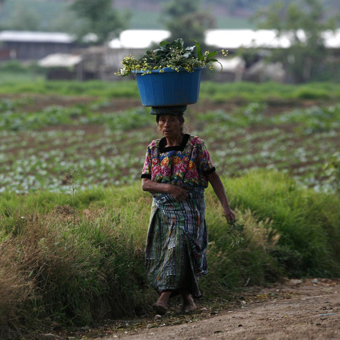 A woman carries vegetables from the field at the end of the day in Tecpan, Guatemala, May 5, 2008. 