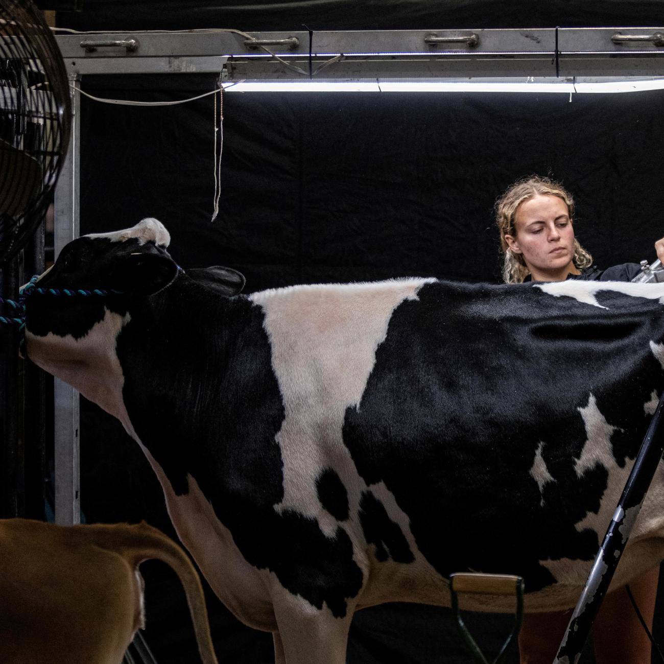 A cow has its hair trimmed.