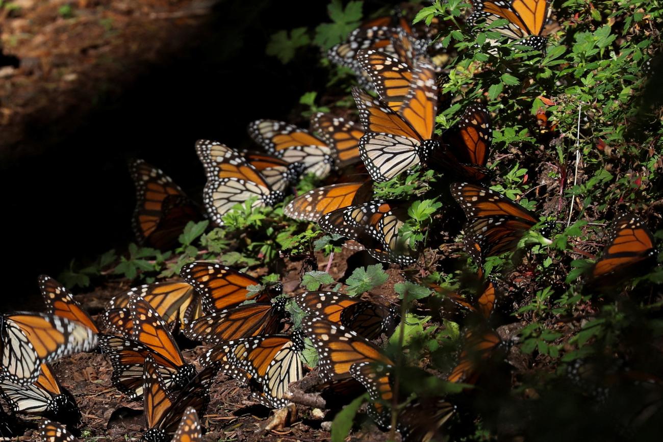 Monarch butterflies rest on the ground at the Sierra Chincua butterfly sanctuary.