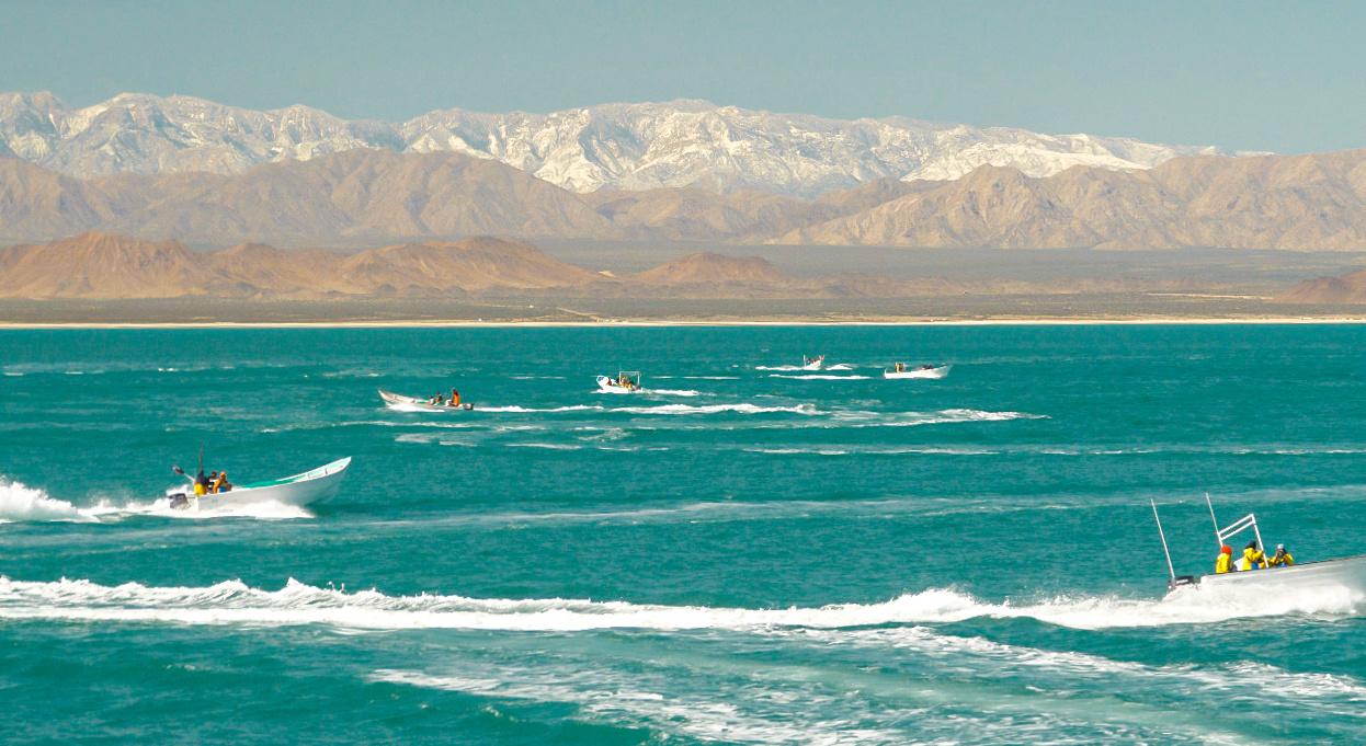 A view of aqua-colored water scattered with masked men on skiffs who are spotted fishing illegally inside the Vaquita Refuge, a UNESCO World Heritage Site located in Mexico’s Upper Gulf of California, off San Felipe, Baja California, March 3, 2020.