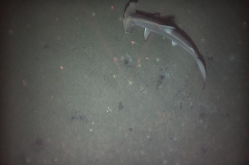 A photo from above a scalloped hammerhead shark swimming along the sea floor 295 meters below the surface.