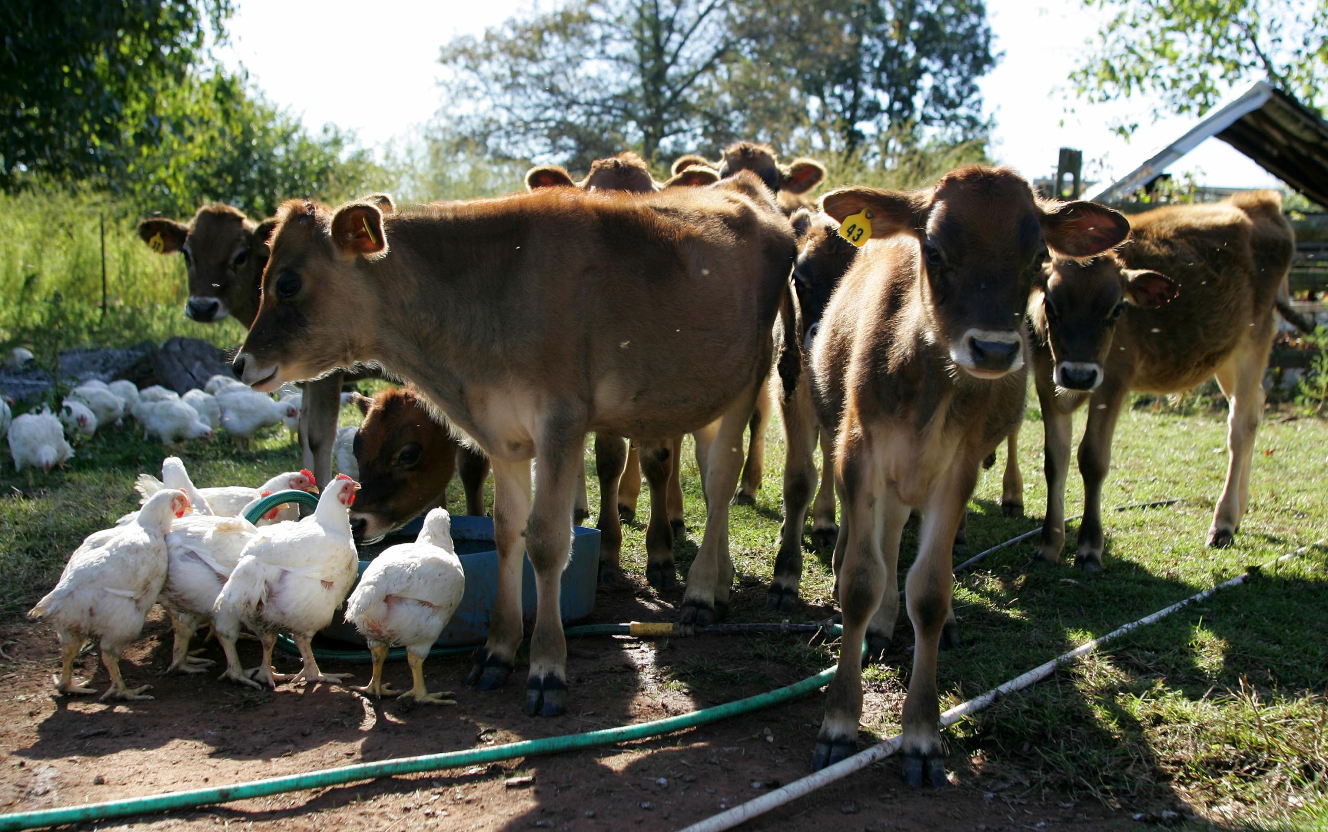 Chickens drink water next to calves on a farm.