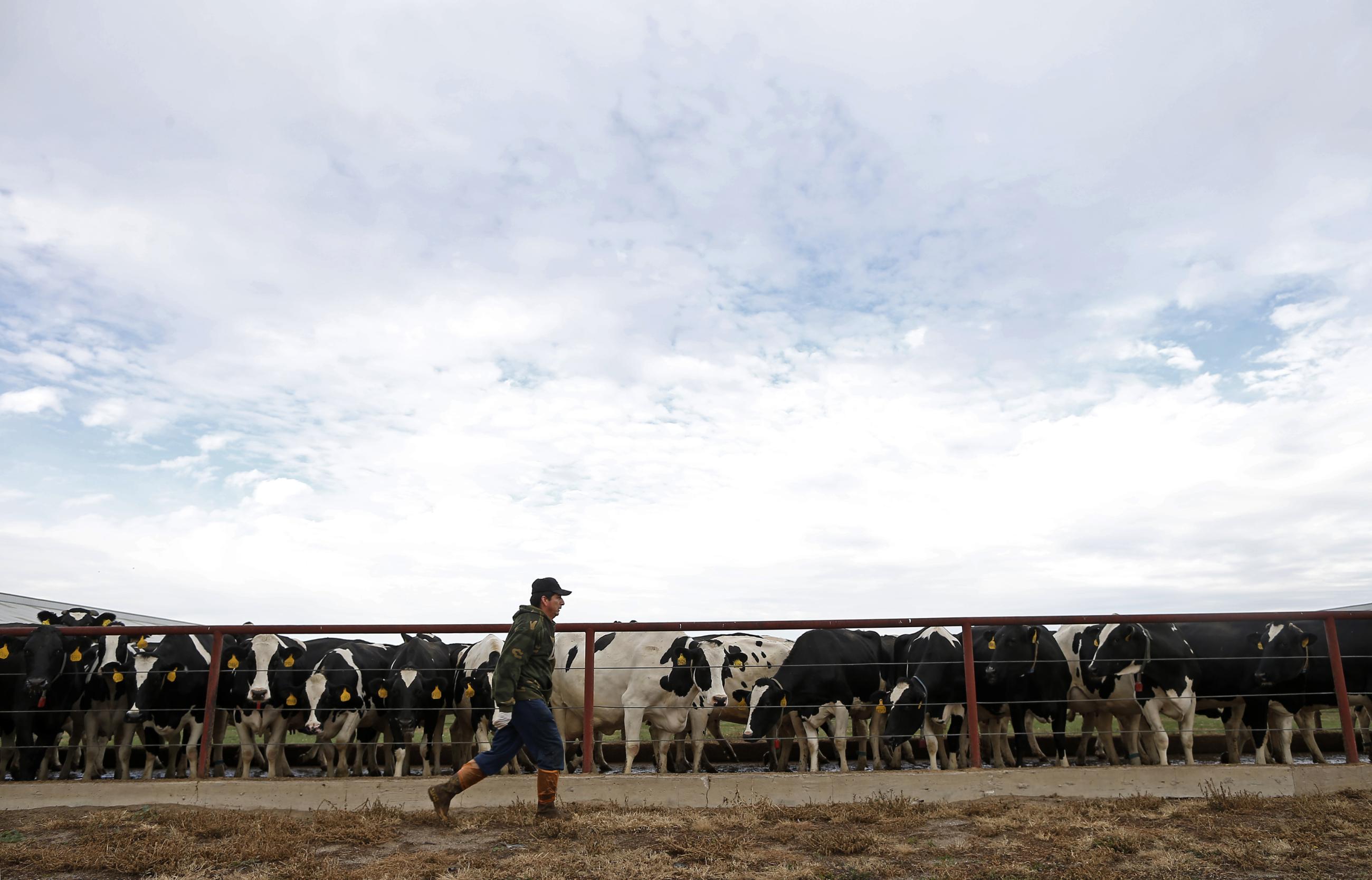 A worker ushers dairy cows from their free-stall barn to the milking parlor at Fair Oaks Farms.