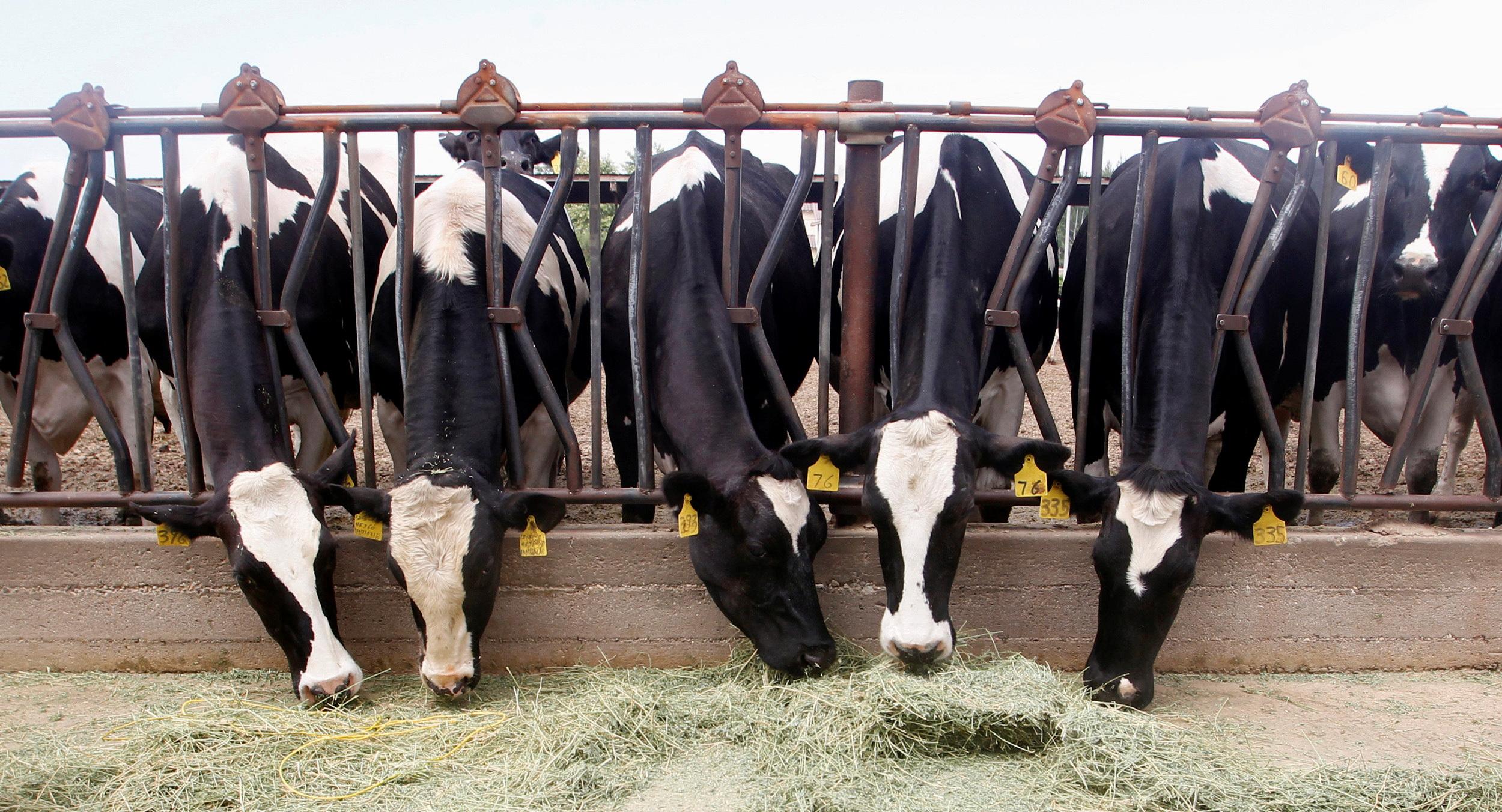 Dairy cows stand in a line to feed.