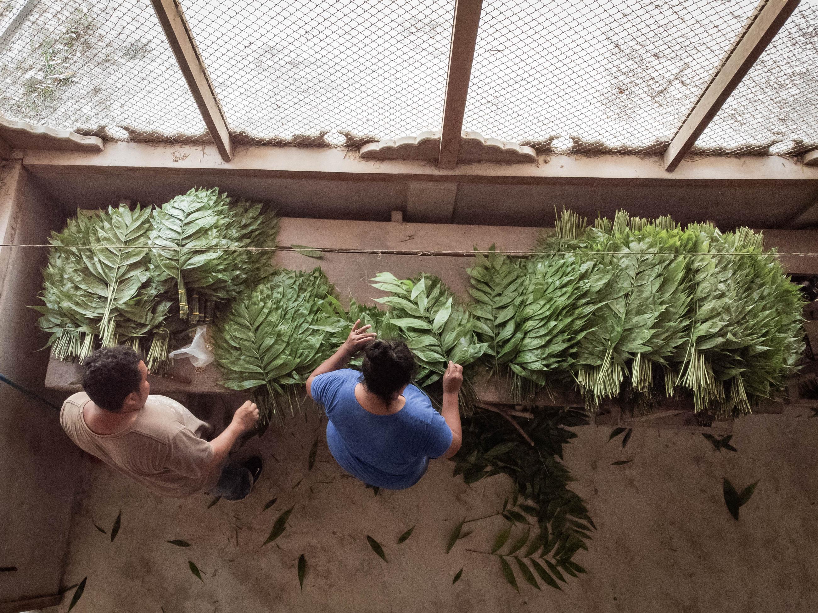 A community members is seen during a tour showing tourists how they use plants.  