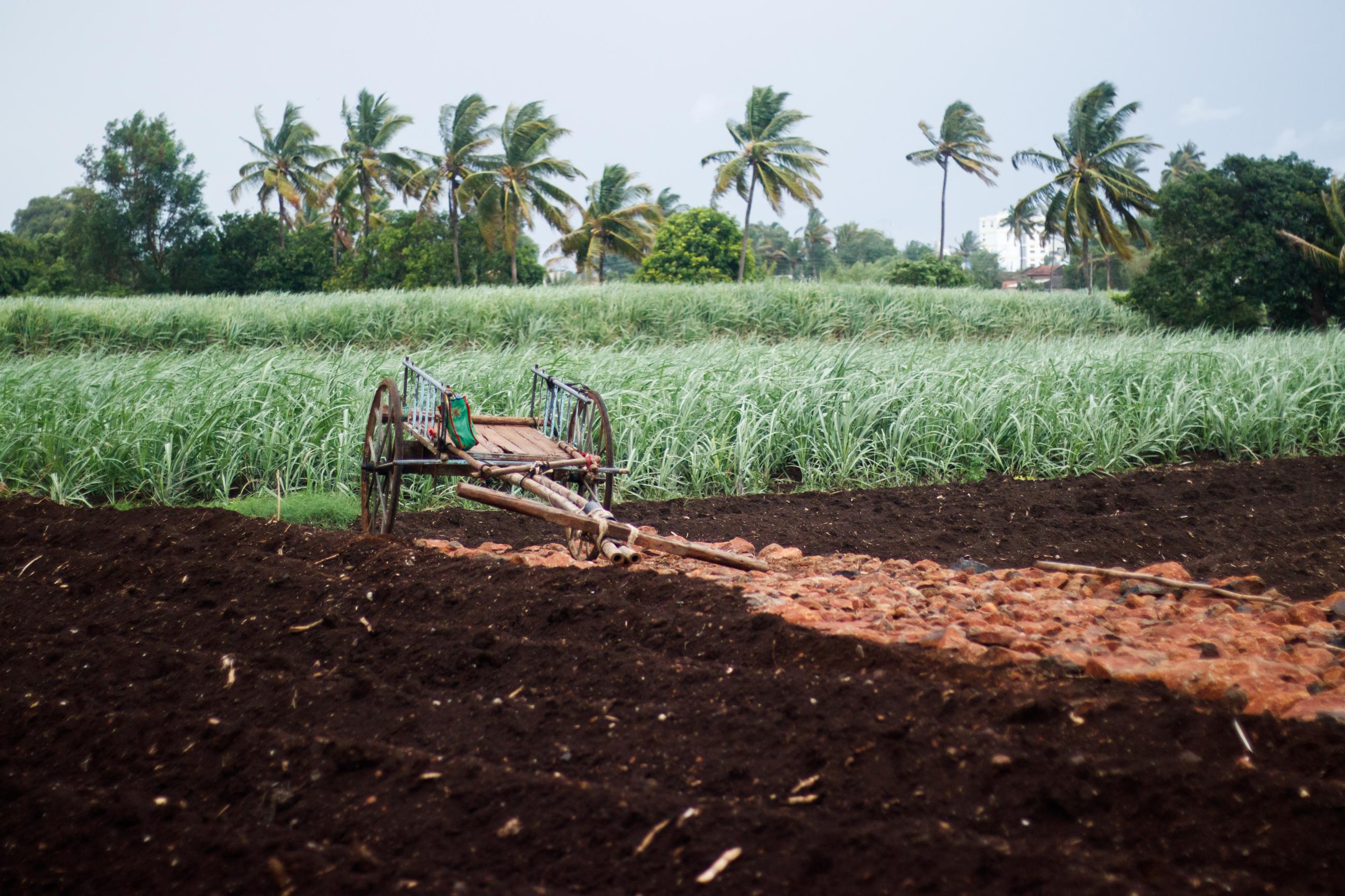 Annasso More reported a farm loss last year because pest attacks destroyed most of his sugarcane.  