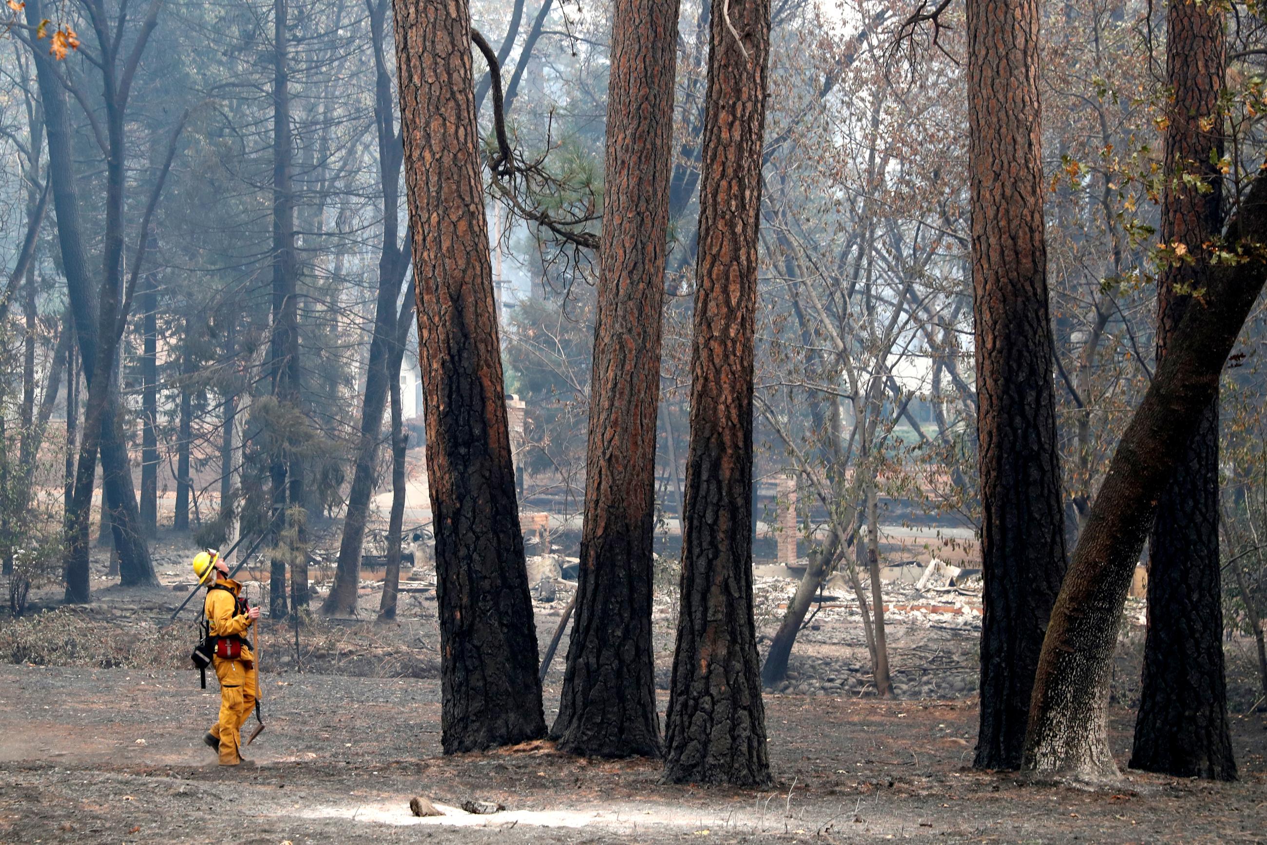 A firefighter examines trees damaged by the Camp Fire in Paradise, California, U.S., November 13, 2018