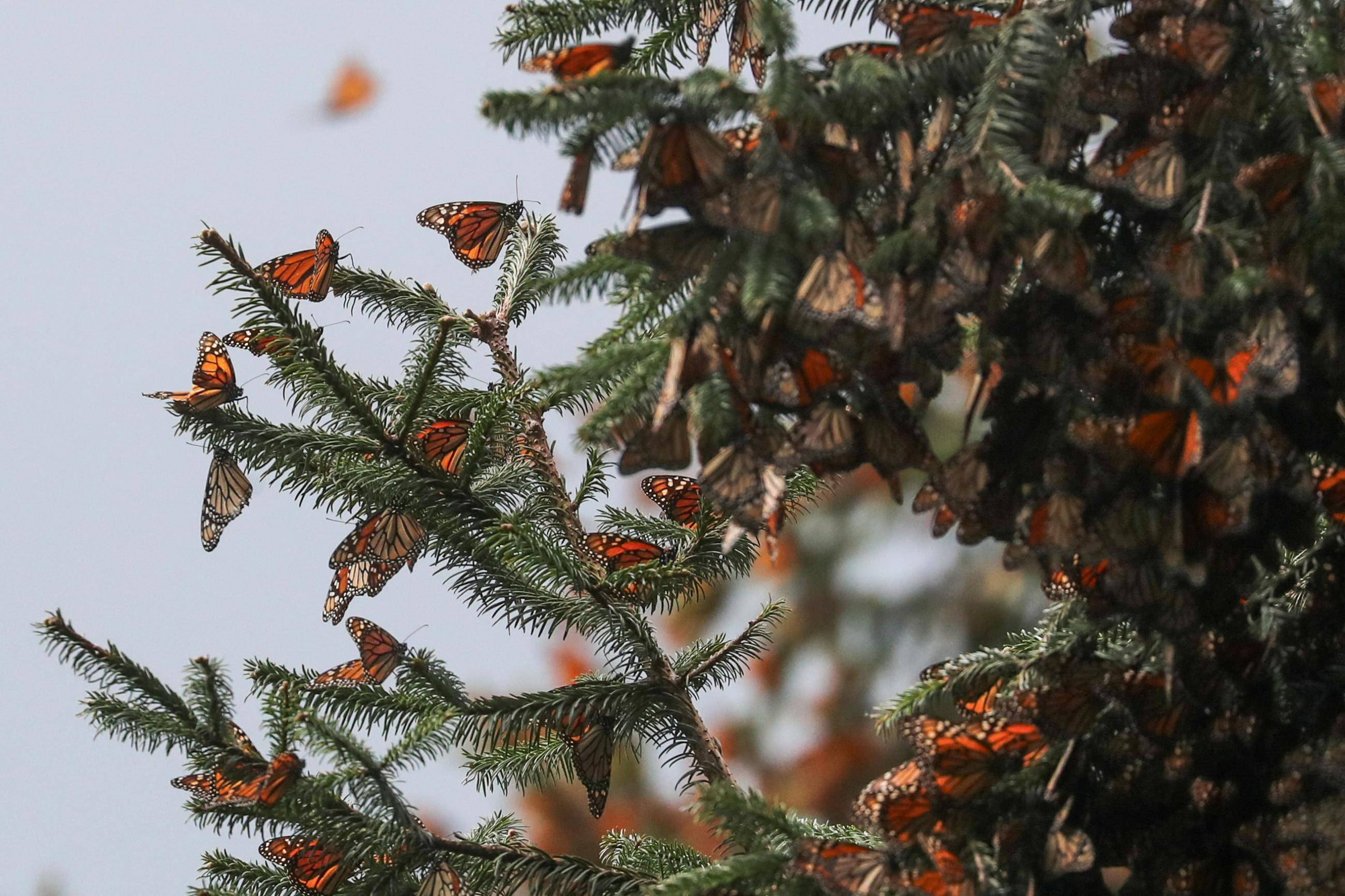 Monarch butterflies rest on a tree at the Sierra Chincua butterfly sanctuary.