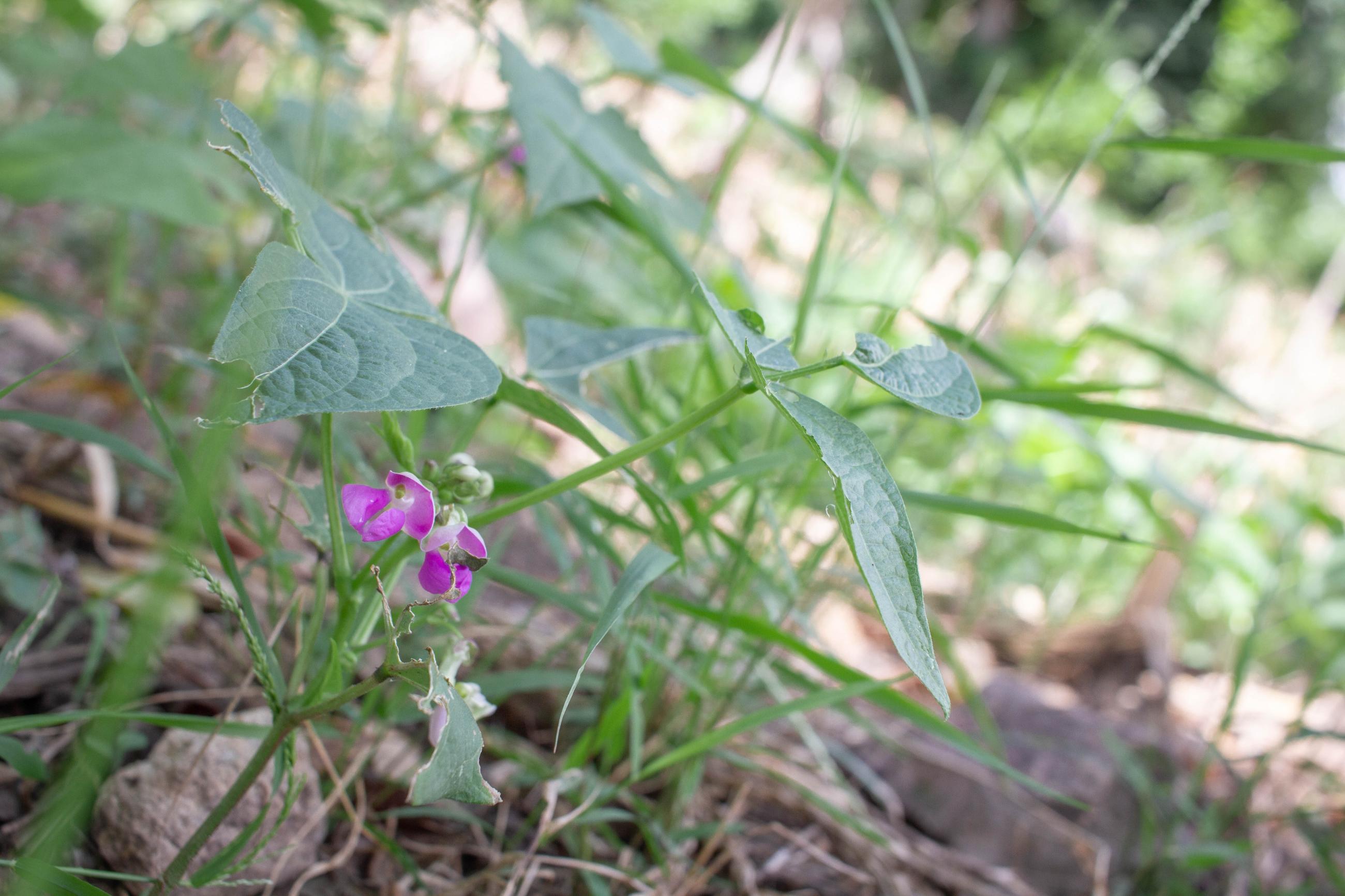 Plants are seen growing out to the ground.