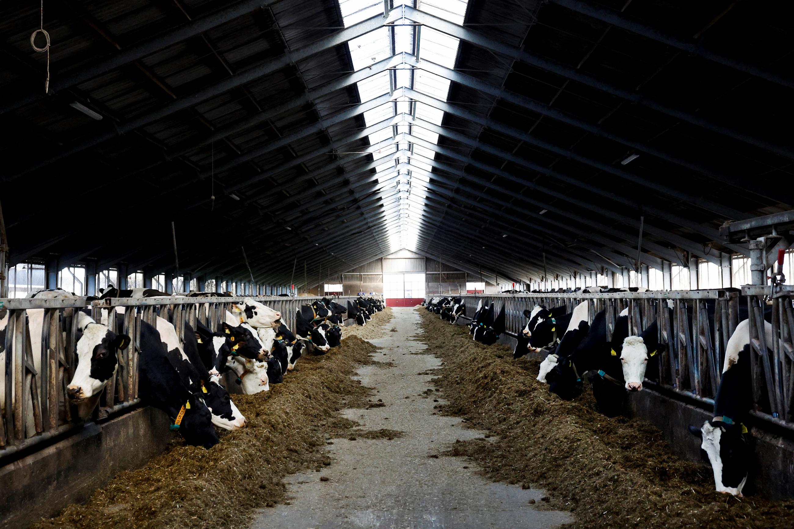 Cows eat at a dairy farm in Oldetrijne.