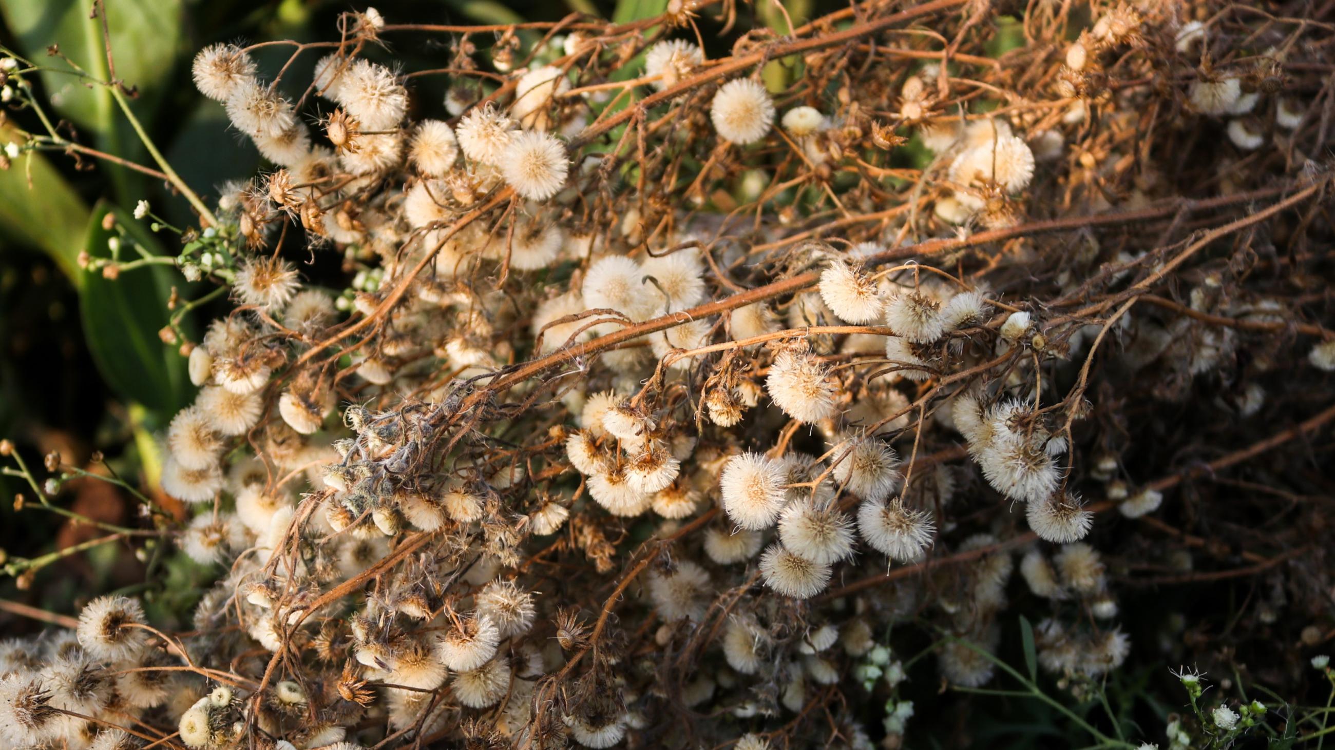 A bushel of weeds.