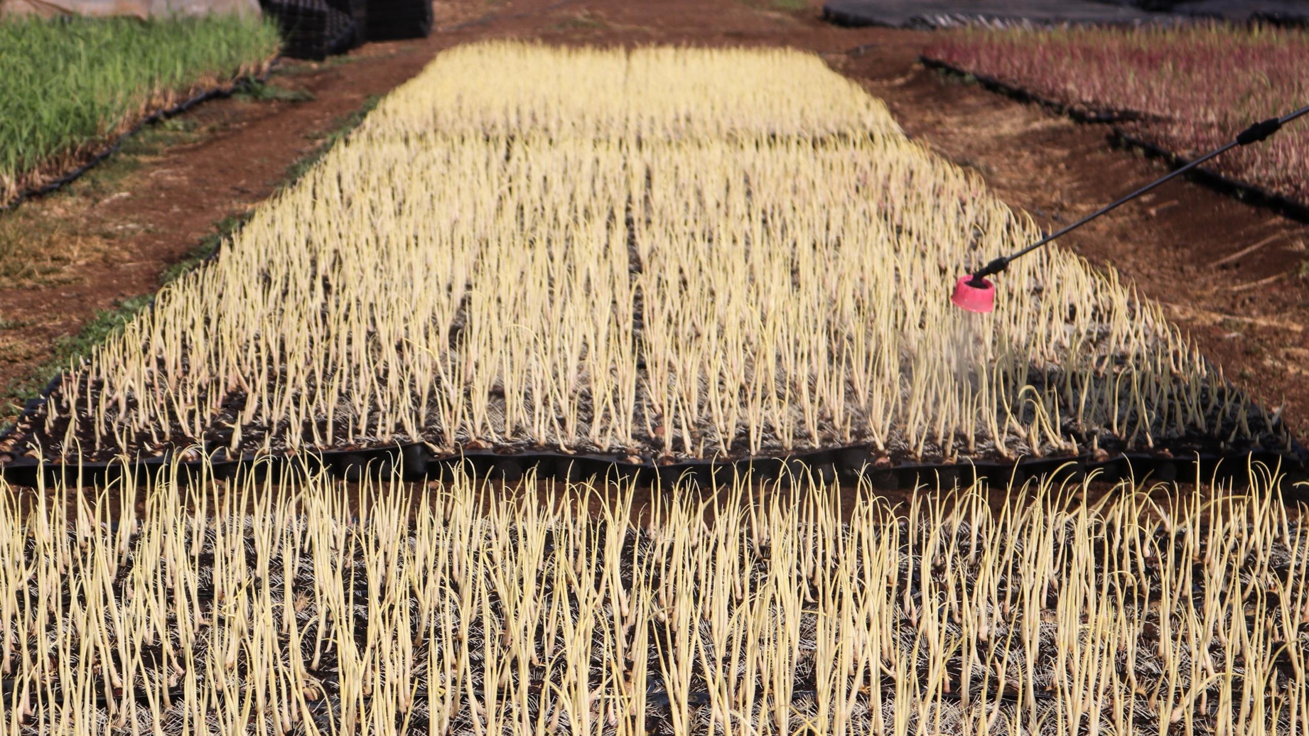 Field being sprayed with pesticide.