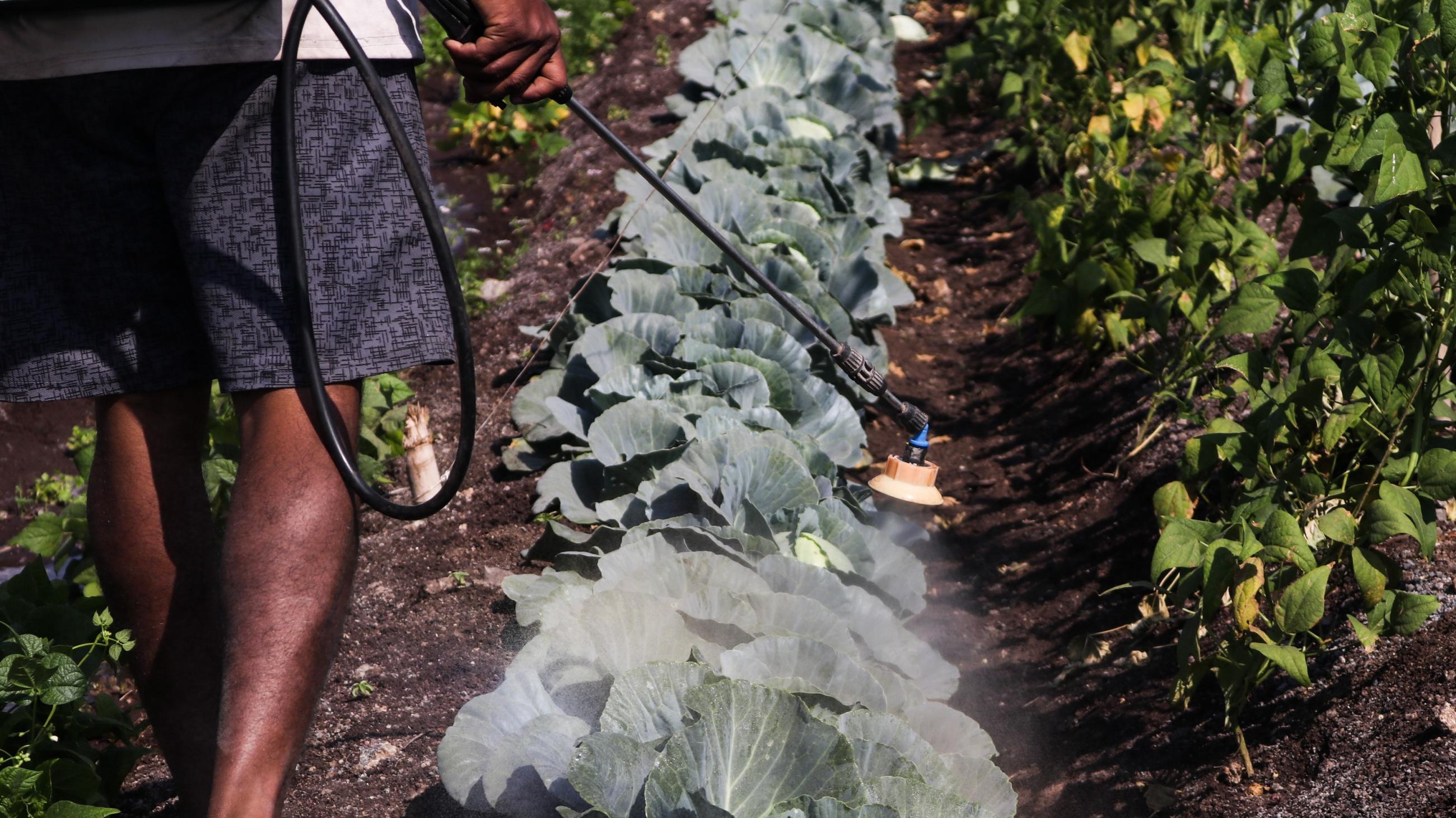 A man sprays pesticide.