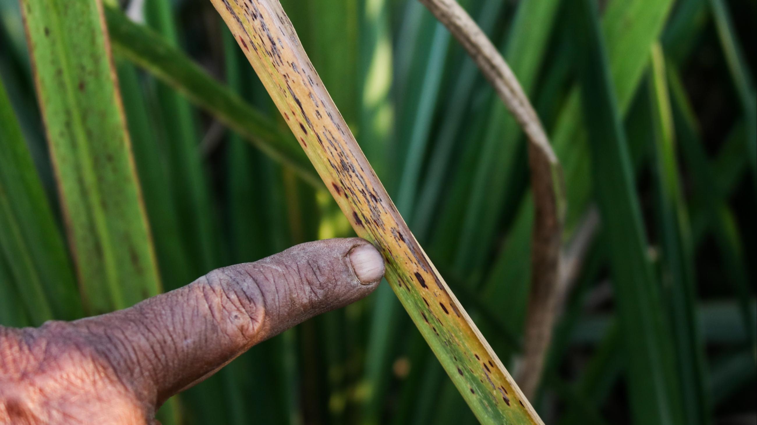 A man points at wilting sugarcane.