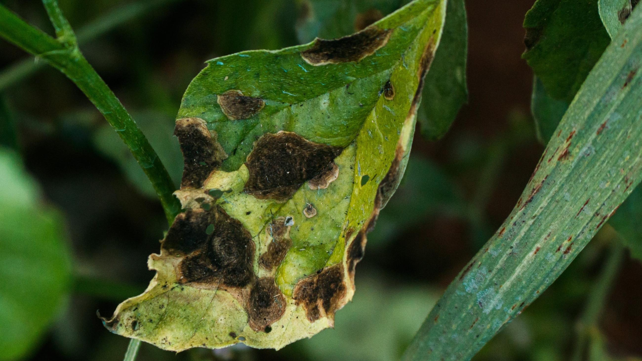 A wilting leaf is shown.