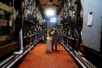 fred Brandt milks his Holstein cows on the dairy farm.