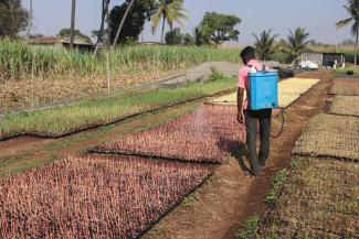 An agrochemical worker spraying pesticides on the sugarcane ropes in a nursery to protect them from pest attacks. 