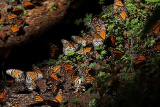 Monarch butterflies rest on the ground at the Sierra Chincua butterfly sanctuary.