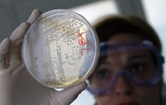 A laboratory worker looks for strains of E. coli bacteria in vegetable cells placed in a petri dish.