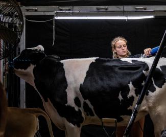 A cow has its hair trimmed.